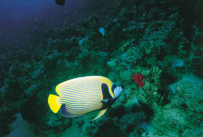 Maldives