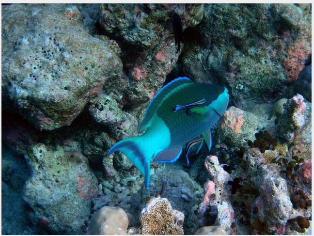 Maldives