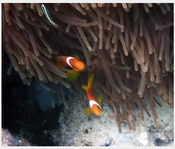 Maldives