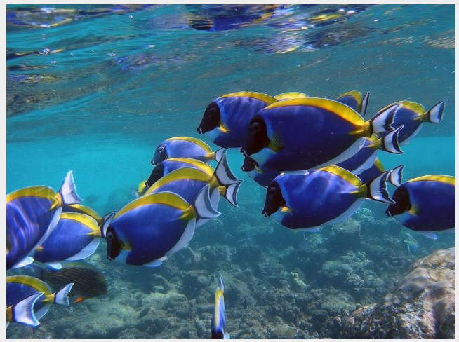 Maldives