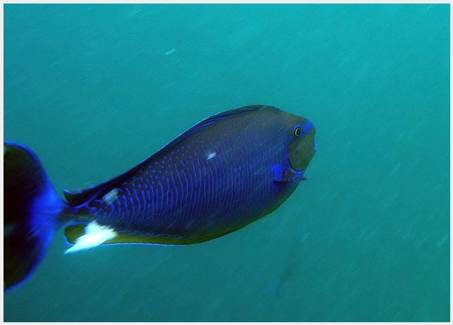 Maldives