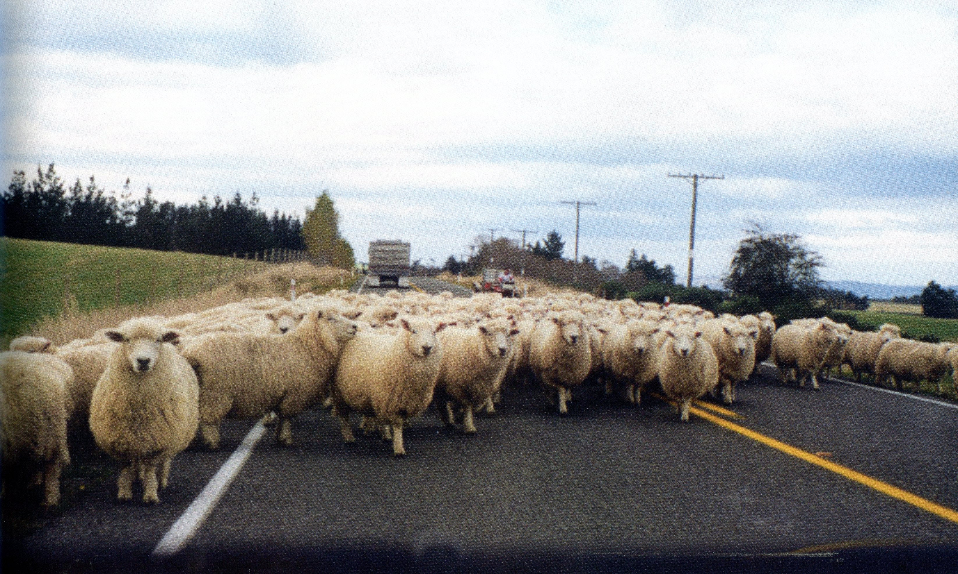 1999 Suzanna Travels to New Zealand