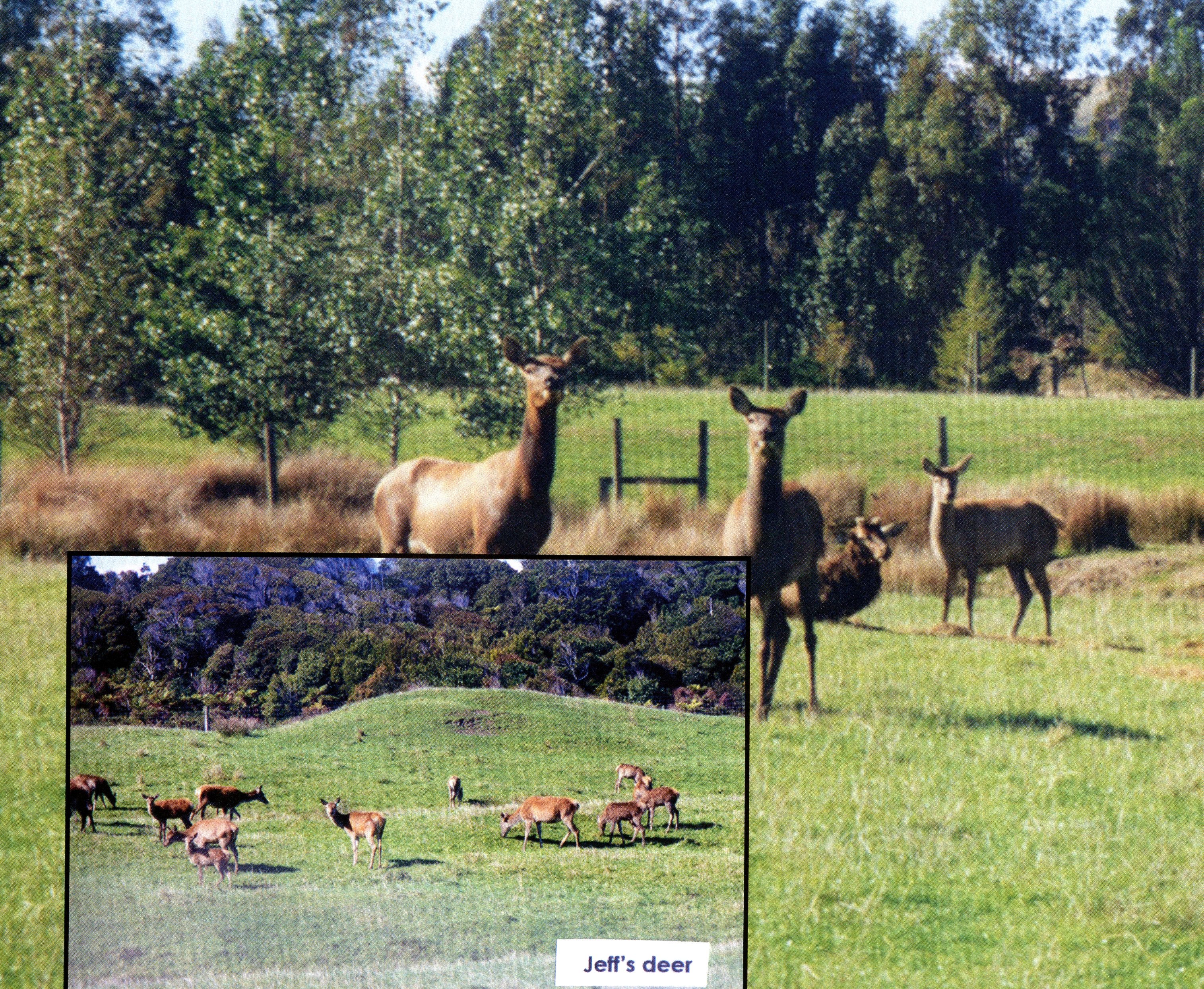 1999 Suzanna Travels to New Zealand