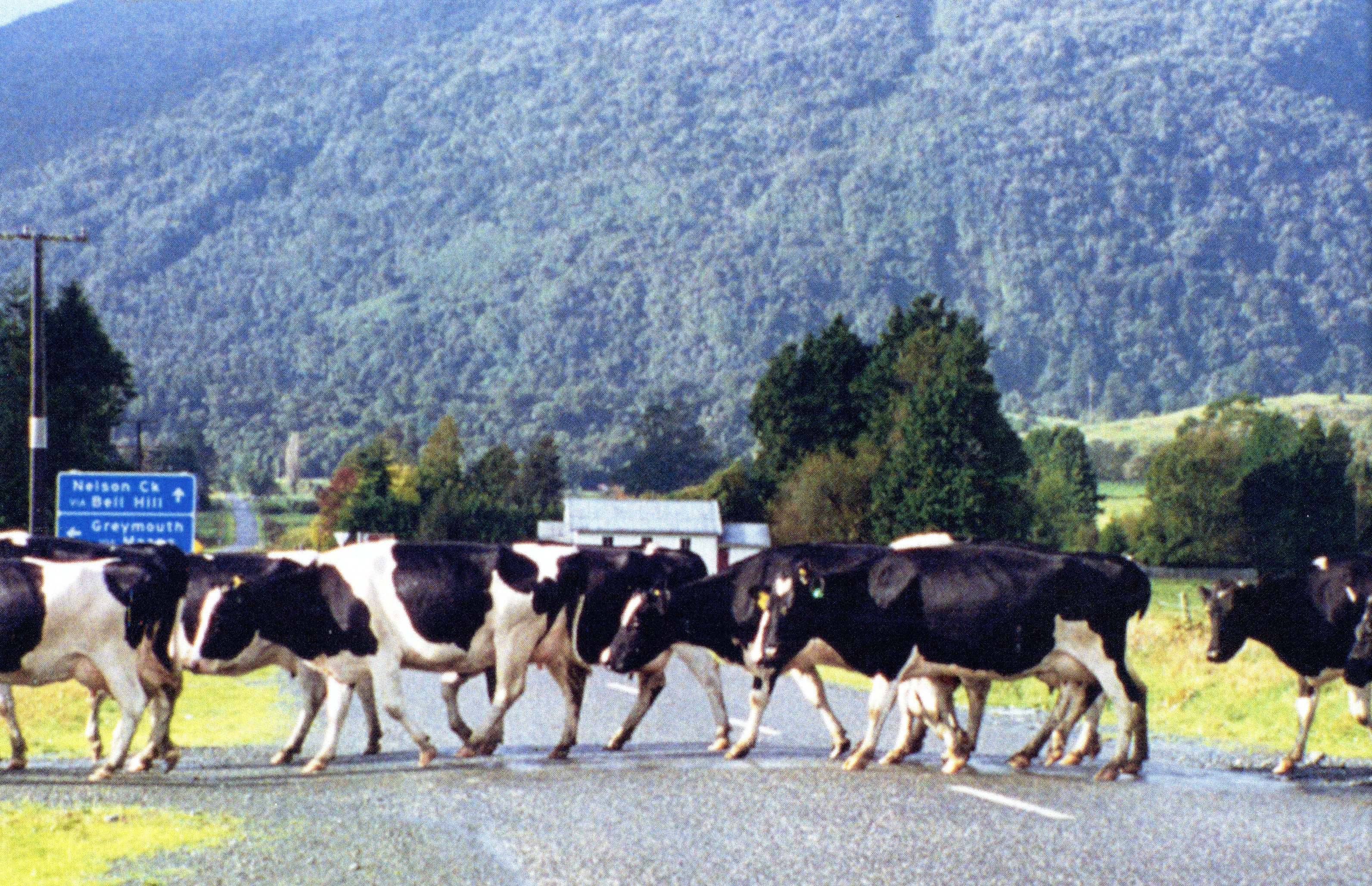 1999 Suzanna Travels to New Zealand