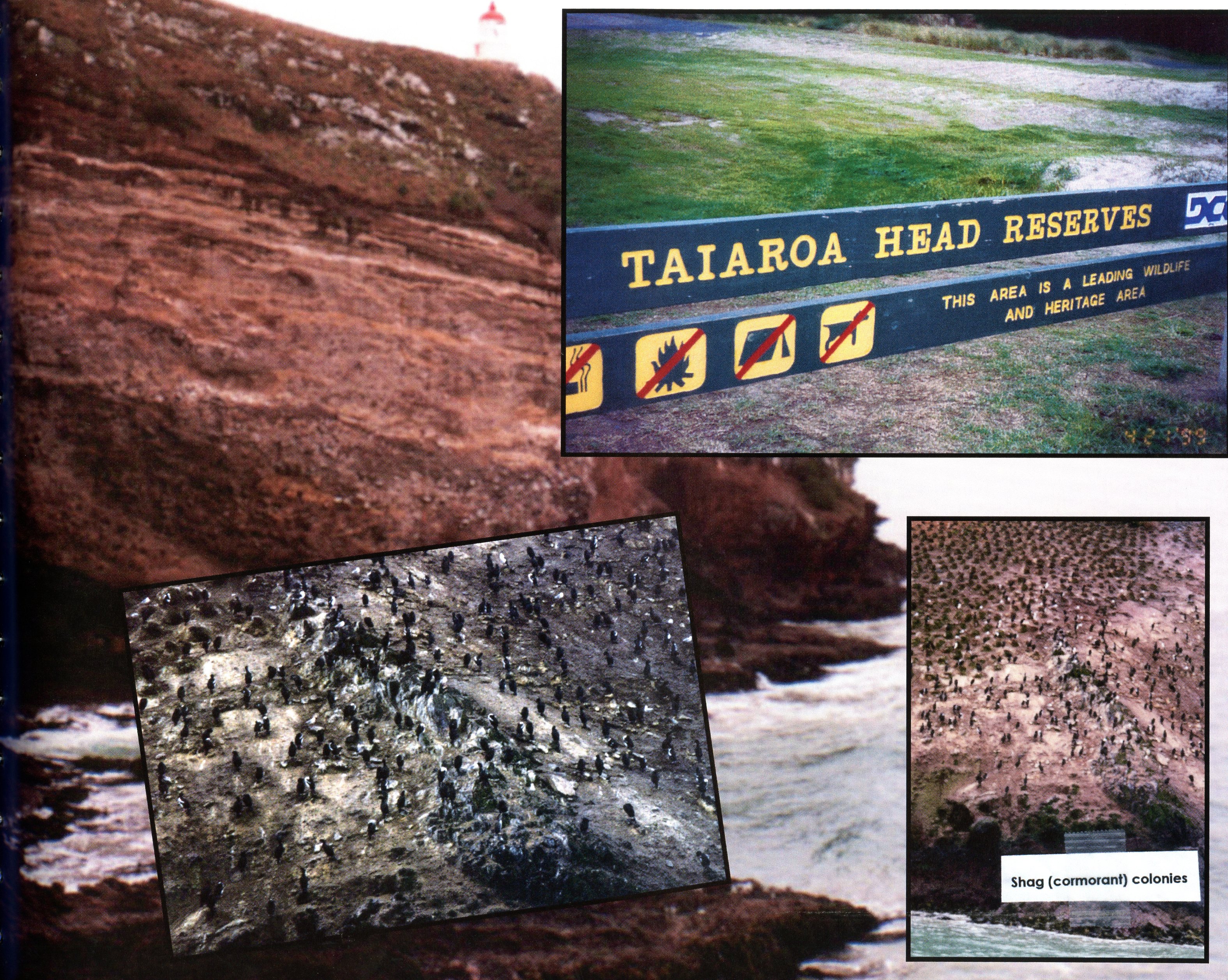 1999 Suzanna Travels to New Zealand