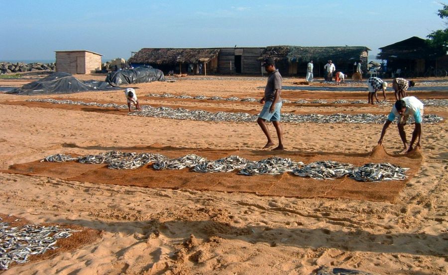 Suzanna Travels to Sri Lanka