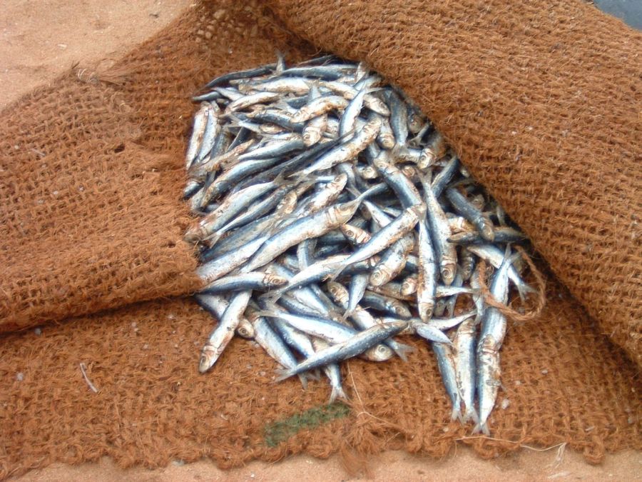 Suzanna Travels to Sri Lanka