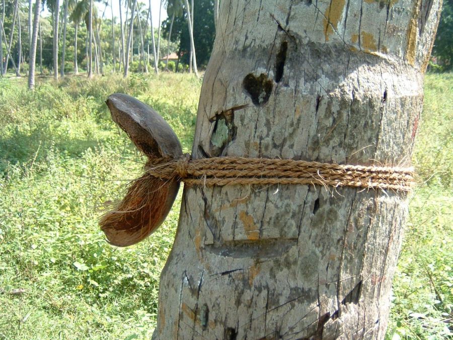 Suzanna Travels to Sri Lanka