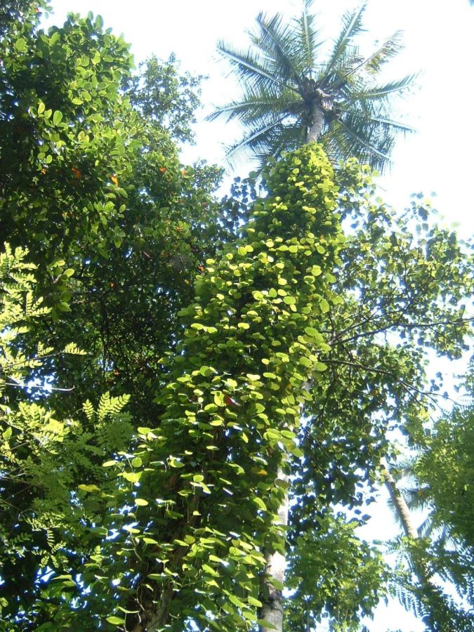 Suzanna Travels to Sri Lanka