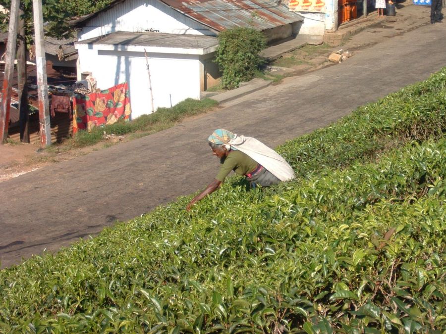 Suzanna Travels to Sri Lanka